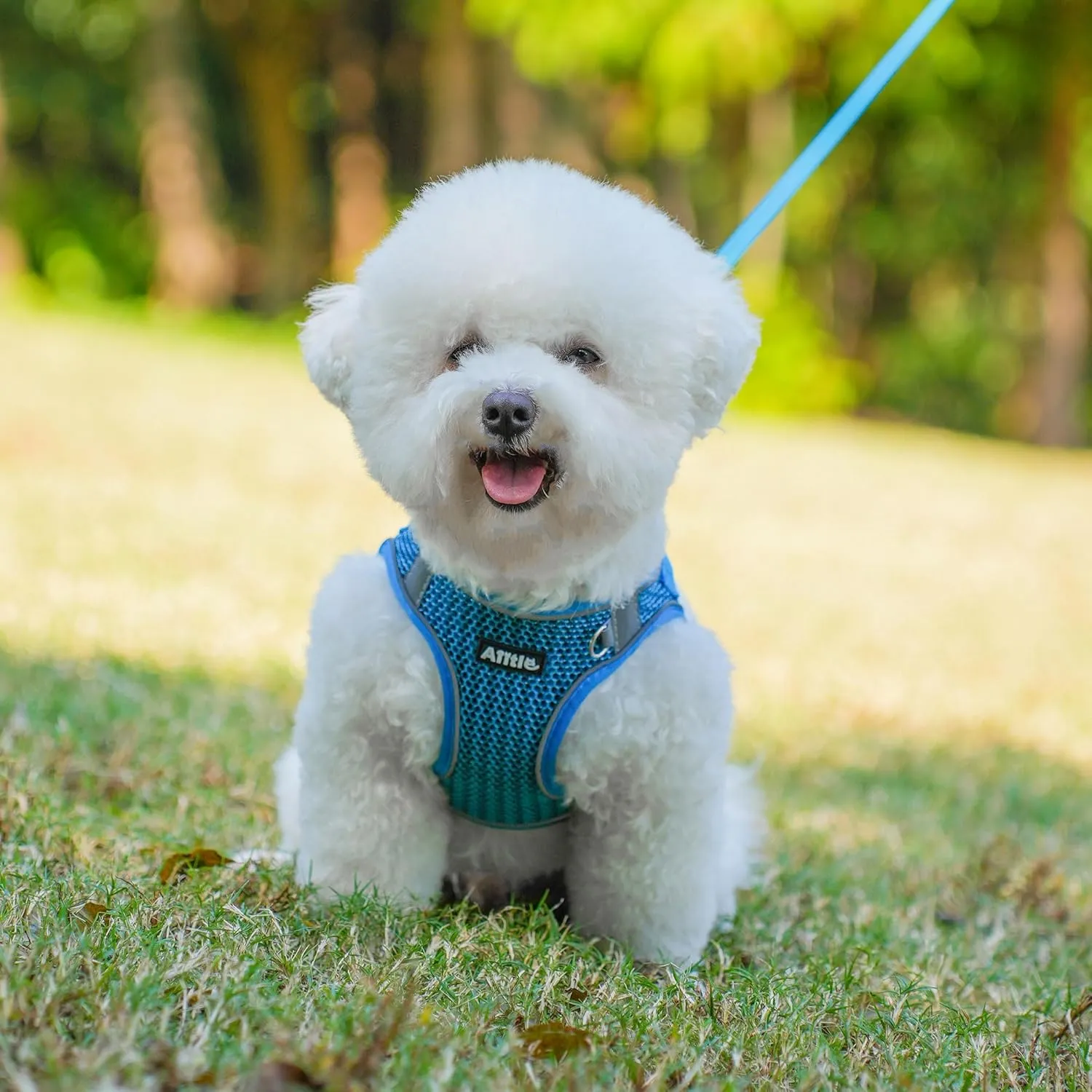 AIITLE Extra Small Dog Harness - Step in Vest Harness with A Leash, Reflective Bands, Soft Breathable Pet Supplies, Outdoor Pet Vest for Extra Small Dogs and House Cats Royal Blue XXXS