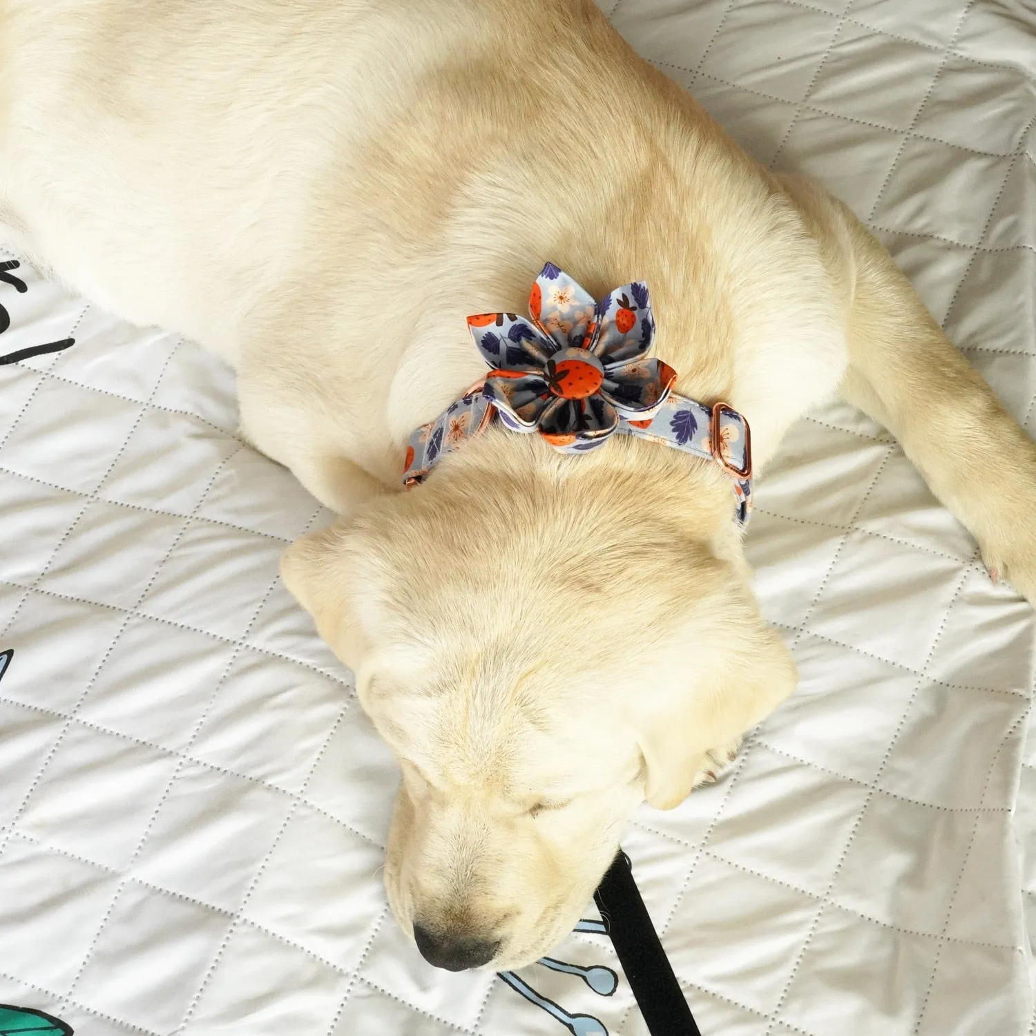 Blue Strawberry Flower Collar & Leash Set | Personalized