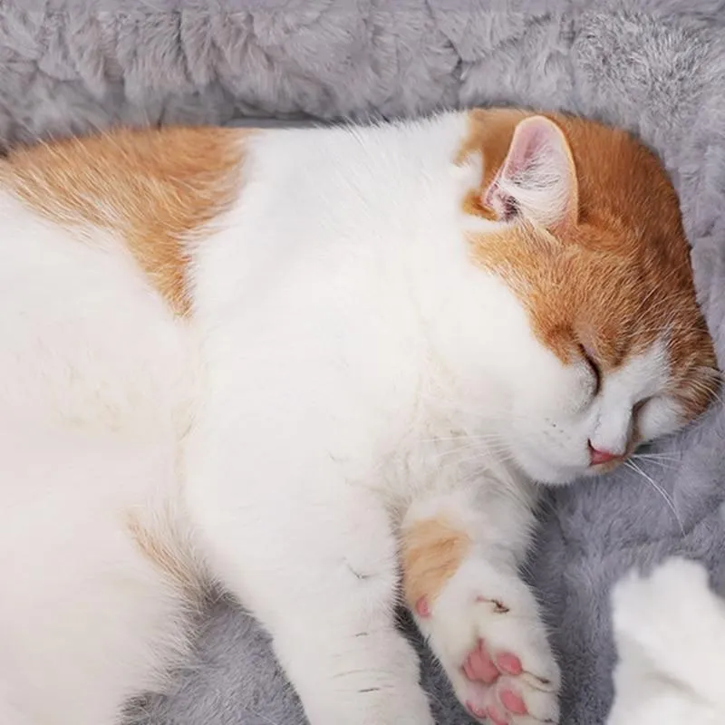Cat Soft Bed House