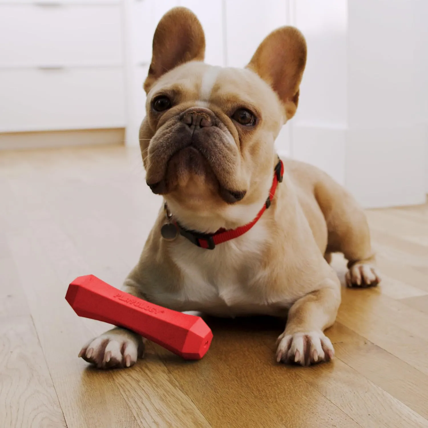 Playology Squeaky Chew Stick Dog Toy for Medium Dogs up to 50lbs | Engaging All-Natural Beef Scented Chew Toy for Tough Chewers | Easy to Clean & Non-Toxic Materials