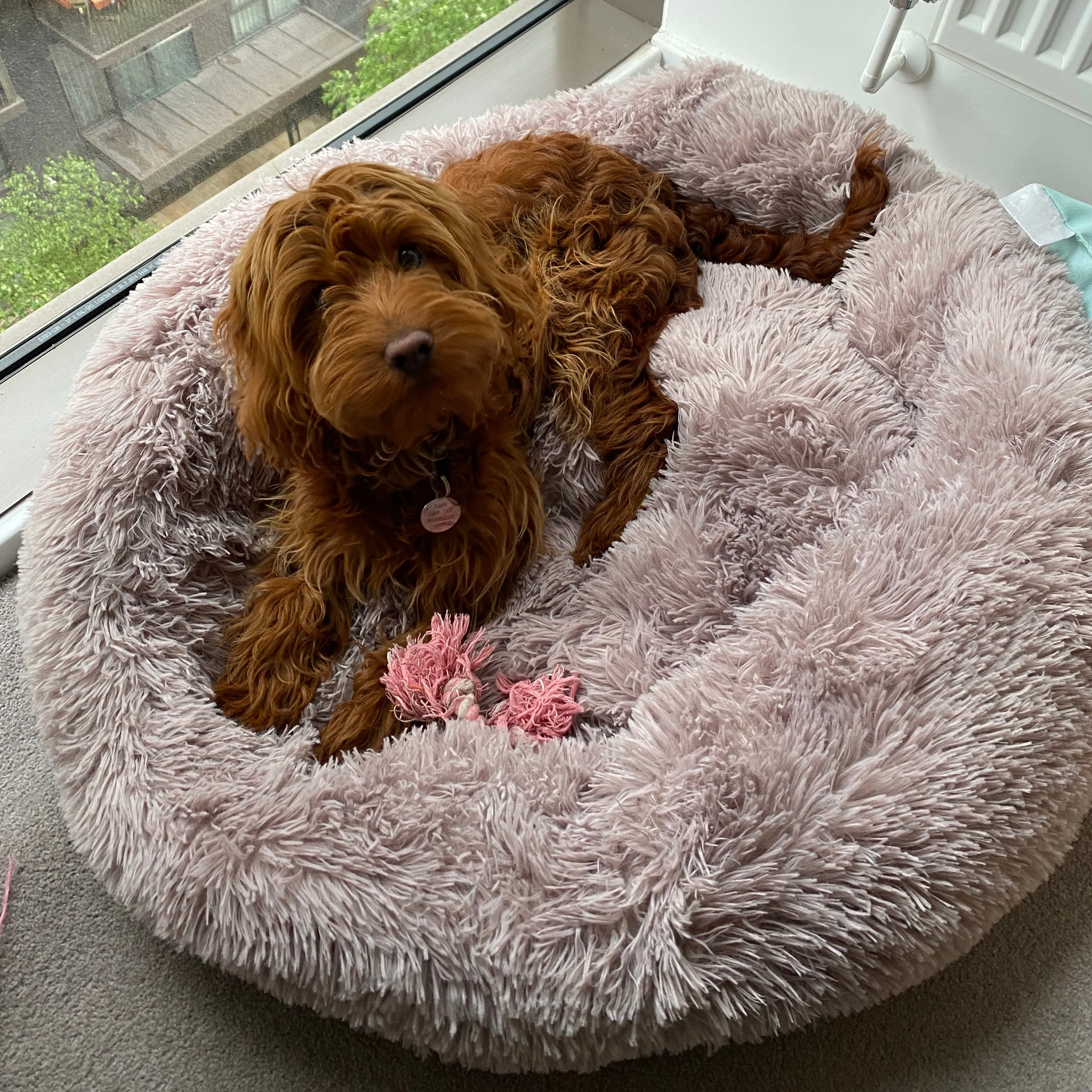 Soft Calming Donut Bed - Premium Quality For Dogs & Cats