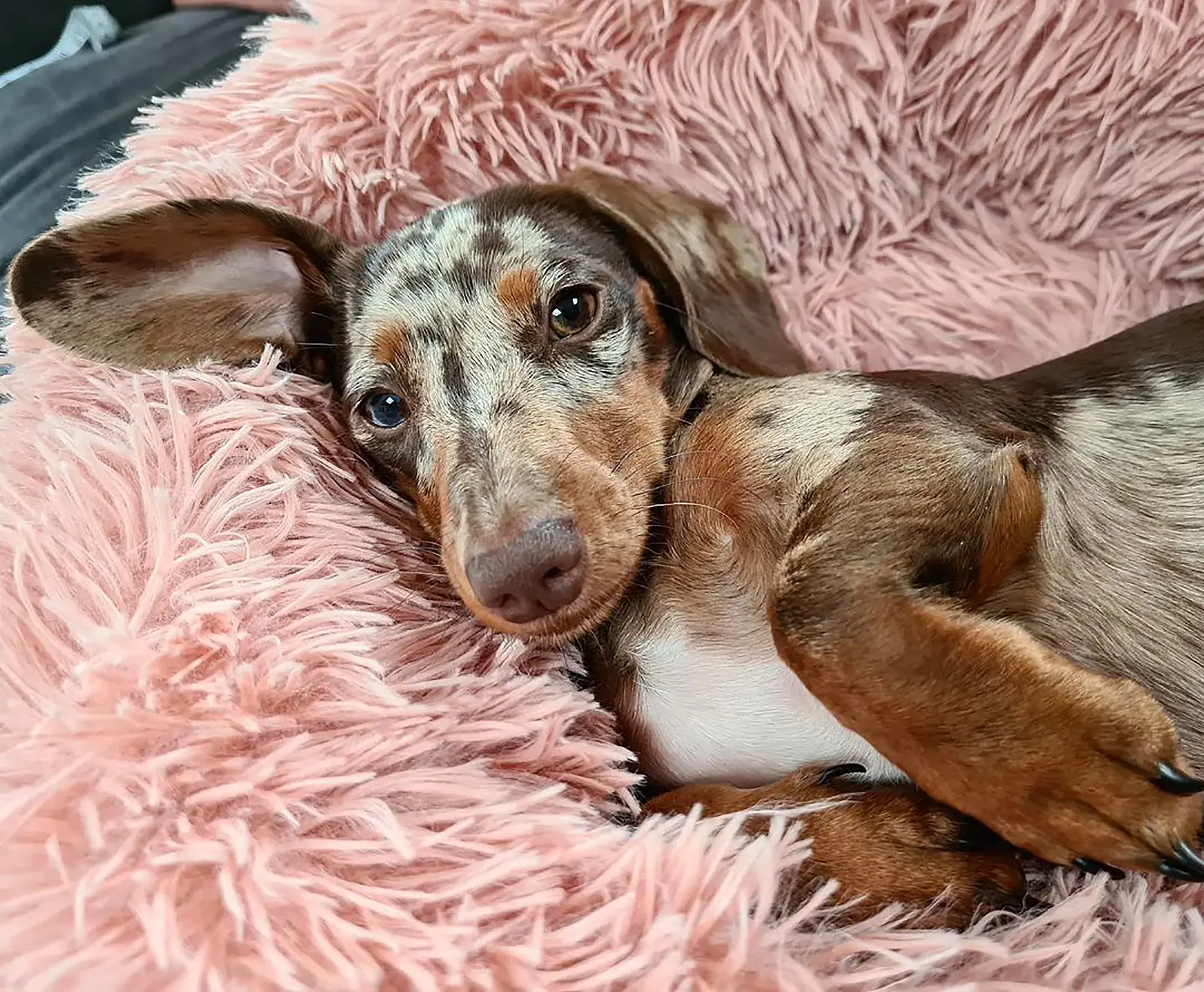 Soft Calming Donut Bed - Premium Quality For Dogs & Cats