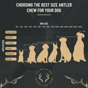 The Antler Box Premium Deer Antler Dog Chews (1 lb Bulk Pack) (X-Large (2 Antlers)