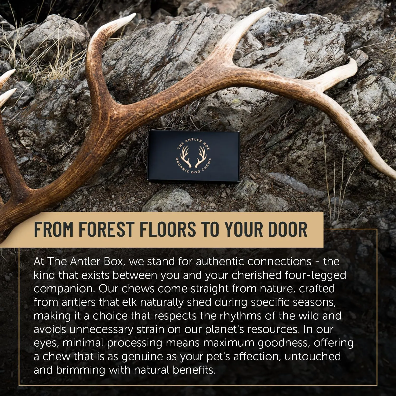 The Antler Box Premium Elk Antler Dog Chews (1 Pound Box) (Medium (4 Pieces) Whole Only)