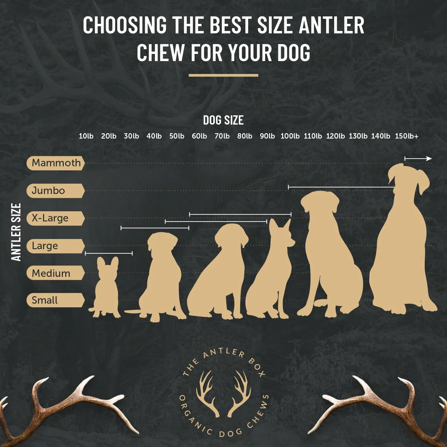 The Antler Box Premium Elk Antler Dog Chews (1 Pound Box) (Medium (4 Pieces) Whole Only)